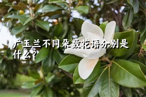 广玉兰不同朵数花语分别是什么？