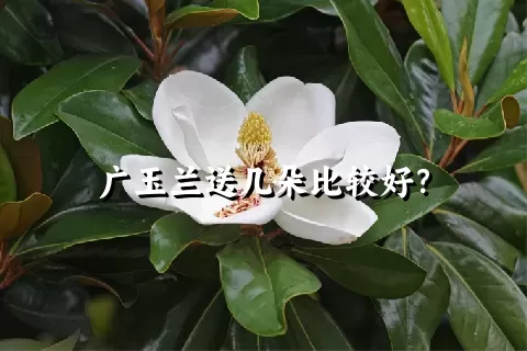 广玉兰送几朵比较好？