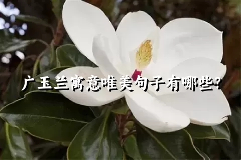 广玉兰寓意唯美句子有哪些？