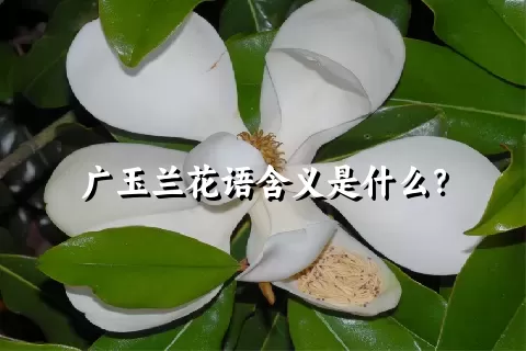 广玉兰花语含义是什么？