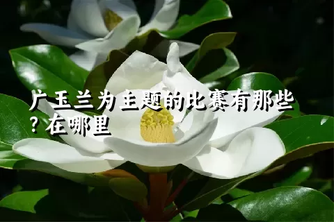 广玉兰为主题的比赛有那些？在哪里