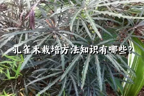 孔雀木栽培方法知识有哪些？