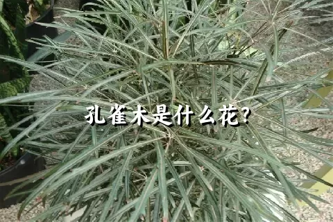 孔雀木是什么花？