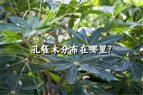 孔雀木分布在哪里?