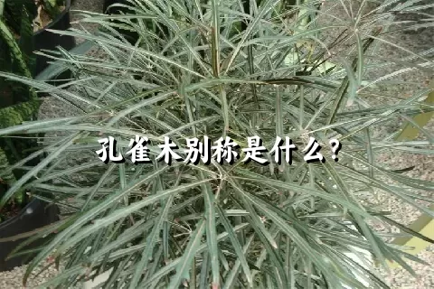 孔雀木别称是什么？