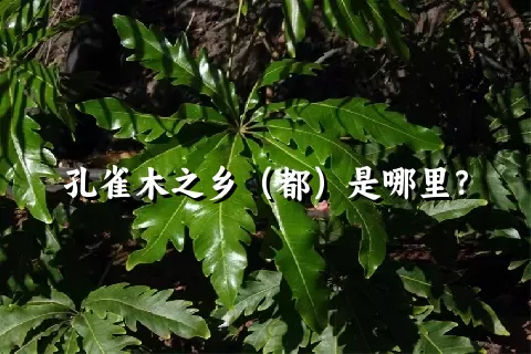 孔雀木之乡（都）是哪里？