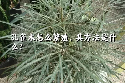 孔雀木怎么繁殖，其方法是什么？