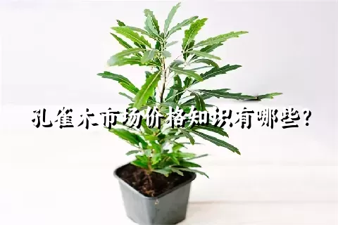 孔雀木市场价格知识有哪些？