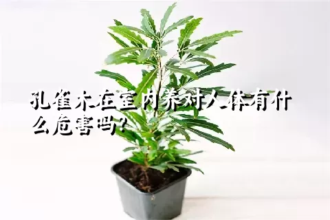 孔雀木在室内养对人体有什么危害吗？