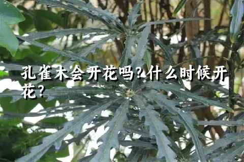 孔雀木会开花吗？什么时候开花？