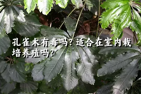 孔雀木有毒吗？适合在室内栽培养殖吗？