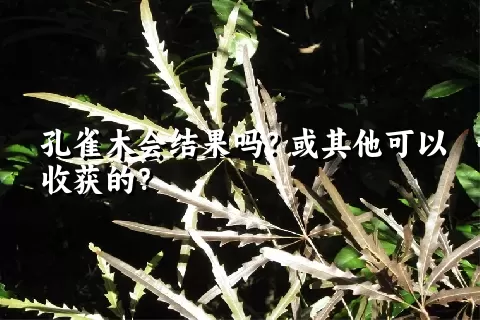 孔雀木会结果吗？或其他可以收获的？