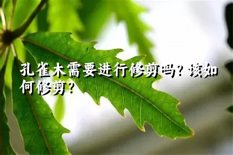 孔雀木需要进行修剪吗？该如何修剪？