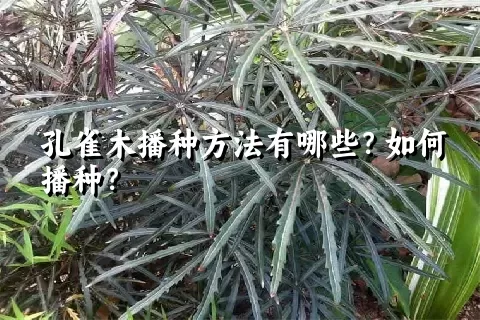 孔雀木播种方法有哪些？如何播种？