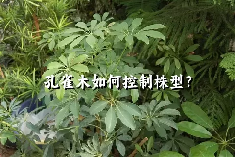 孔雀木如何控制株型？