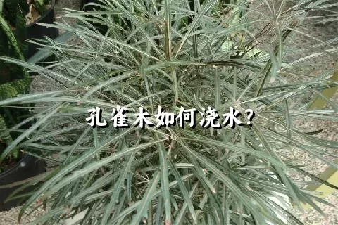 孔雀木如何浇水？