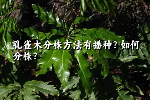 孔雀木分株方法有播种？如何分株？