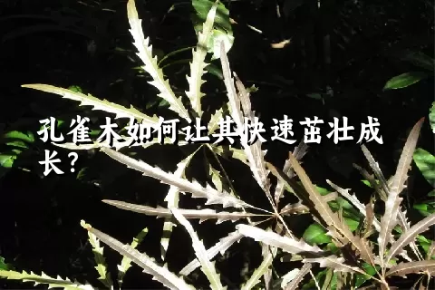 孔雀木如何让其快速茁壮成长？