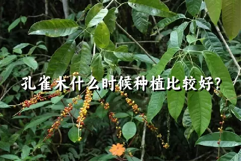 孔雀木什么时候种植比较好？