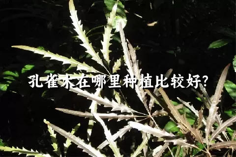 孔雀木在哪里种植比较好？