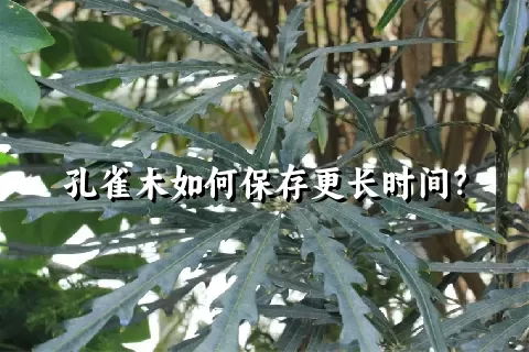 孔雀木如何保存更长时间？