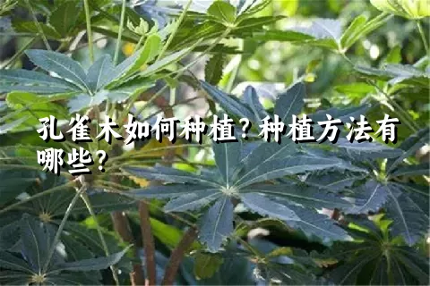 孔雀木如何种植？种植方法有哪些？