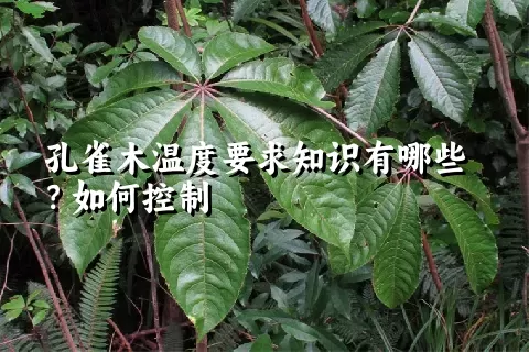 孔雀木温度要求知识有哪些？如何控制