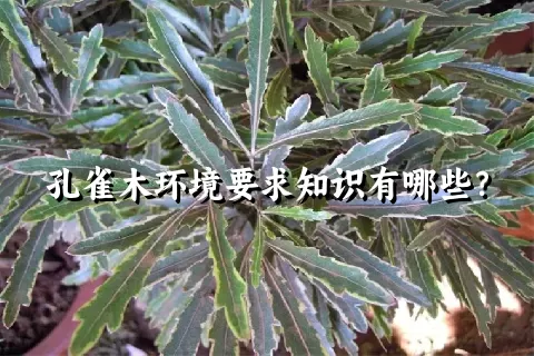 孔雀木环境要求知识有哪些？