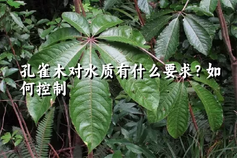 孔雀木对水质有什么要求？如何控制