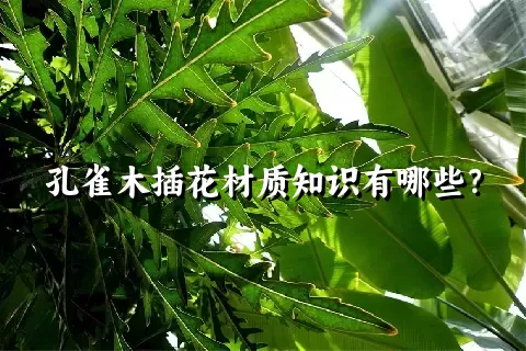 孔雀木插花材质知识有哪些？