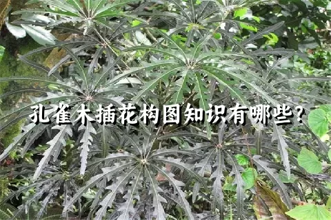 孔雀木插花构图知识有哪些？