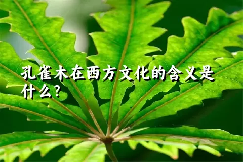 孔雀木在西方文化的含义是什么？