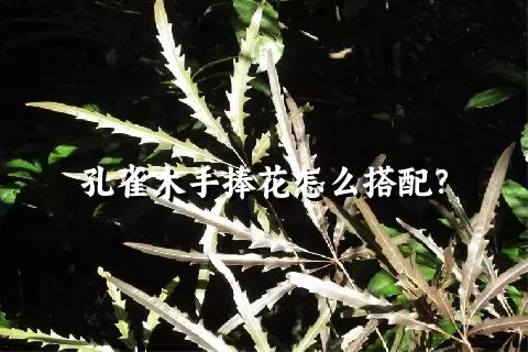 孔雀木手捧花怎么搭配？