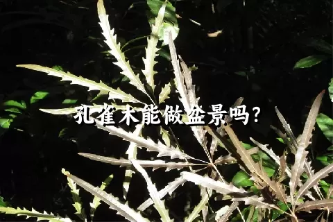 孔雀木能做盆景吗？