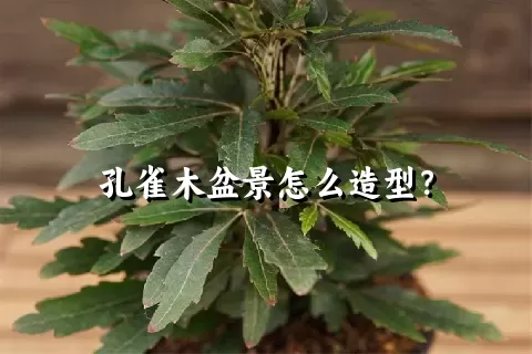 孔雀木盆景怎么造型？