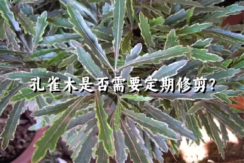 孔雀木是否需要定期修剪？