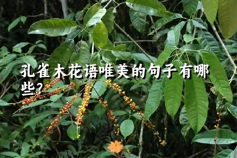 孔雀木花语唯美的句子有哪些？