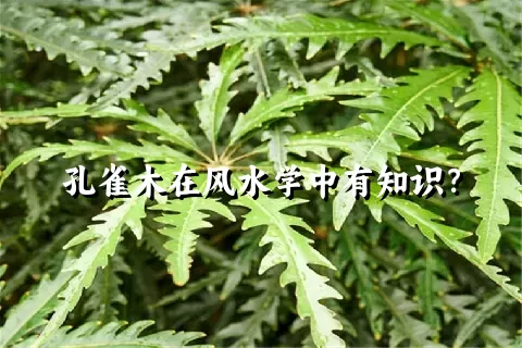 孔雀木在风水学中有知识？