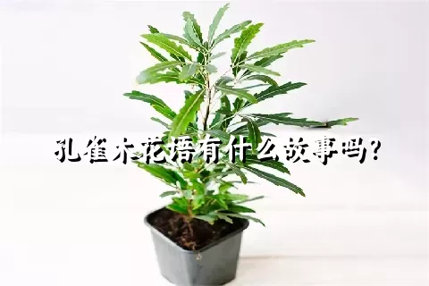 孔雀木花语有什么故事吗？