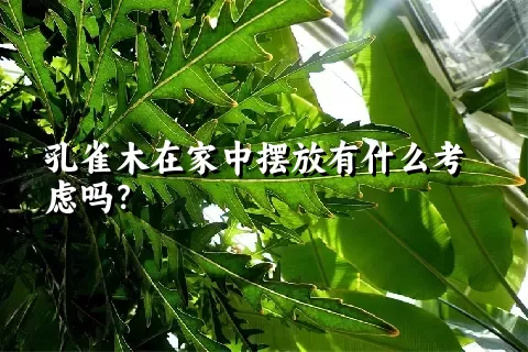 孔雀木在家中摆放有什么考虑吗？