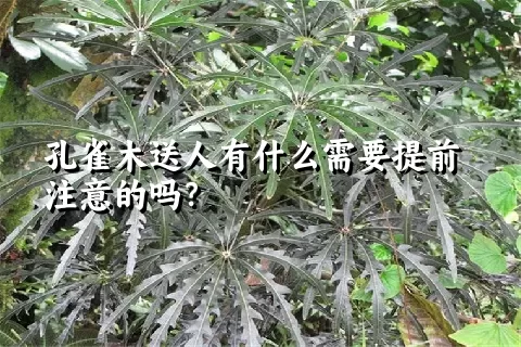 孔雀木送人有什么需要提前注意的吗？