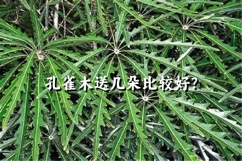 孔雀木送几朵比较好？