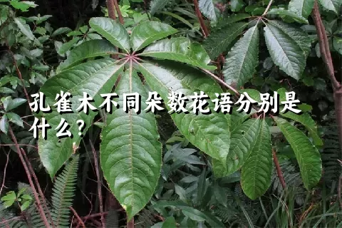 孔雀木不同朵数花语分别是什么？