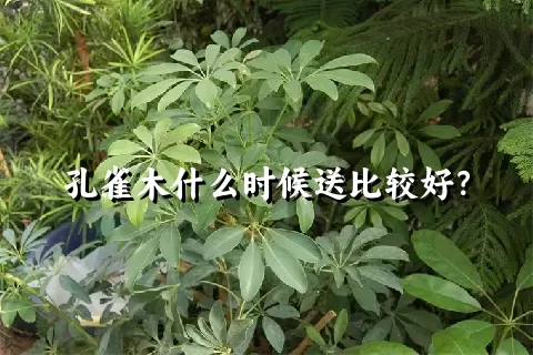 孔雀木什么时候送比较好？