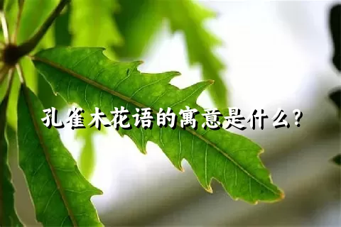 孔雀木花语的寓意是什么？