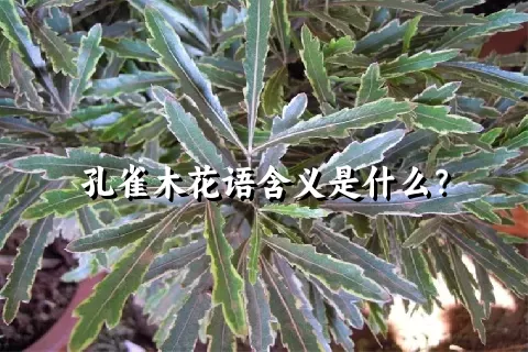 孔雀木花语含义是什么？