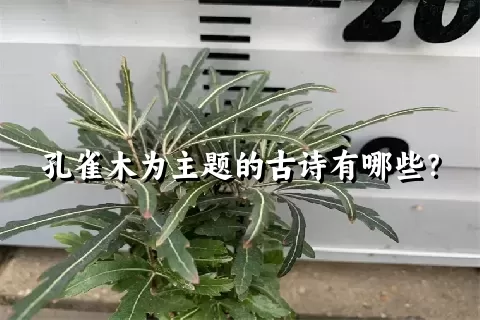 孔雀木为主题的古诗有哪些？