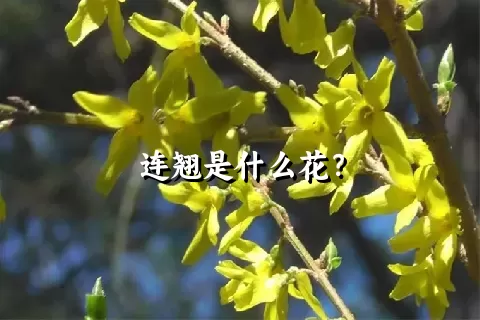 连翘是什么花？