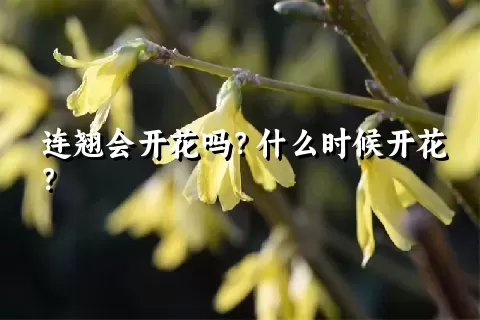 连翘会开花吗？什么时候开花？