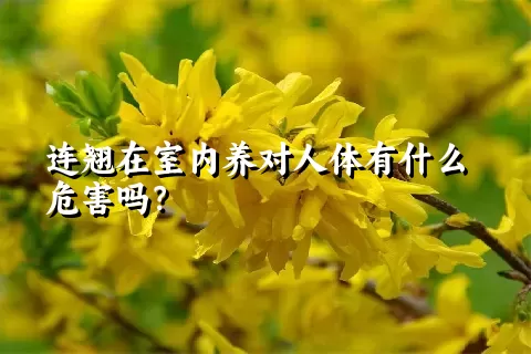 连翘在室内养对人体有什么危害吗？